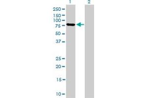 Western Blot analysis of MFN2 expression in transfected 293T cell line by MFN2 monoclonal antibody (M03A), clone 4H8. (MFN2 抗体  (AA 661-757))