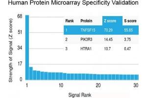 Analysis of HuProt(TM) microarray containing more than 19,000 full-length human proteins using recombinant TNFSF15 antibody (clone VEGI/2052R).