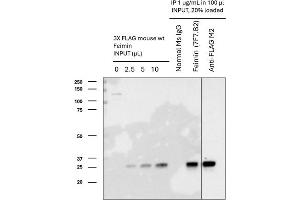 Feimin Immunoprecipitation (IP) followed by Western Blot (WB) analyses. (Feimin 抗体)