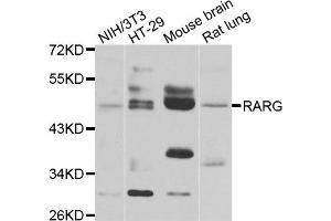 Western blot analysis of extracts of various cell lines, using RARG antibody.