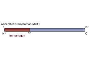 Image no. 3 for anti-Mitogen-Activated Protein Kinase Kinase 1 (MAP2K1) antibody (ABIN967763) (MEK1 抗体)