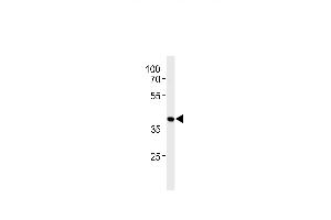 HNRB Antibody (N-term) (ABIN651713 and ABIN2840371) western blot analysis in HepG2 cell line lysates (35 μg/lane). (HNRNPAB 抗体  (N-Term))