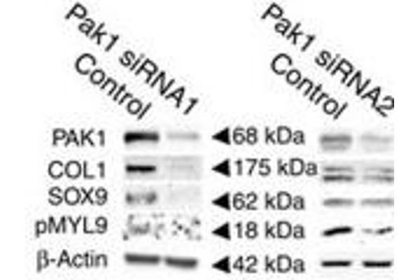 Collagen Type I 抗体