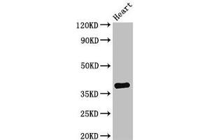 Western Blot Positive WB detected in: Mouse heart tissue All lanes: TNMD antibody at 2. (TNMD 抗体  (AA 131-254))