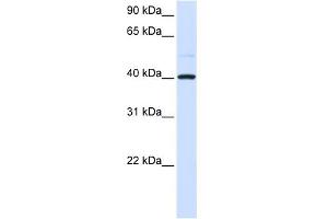 WB Suggested Anti-GOT2 Antibody   Titration: 1 ug/ml   Positive Control: 293T Whole Cell (GOT2 抗体  (N-Term))