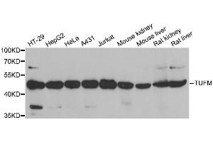TUFM 抗体  (AA 186-455)