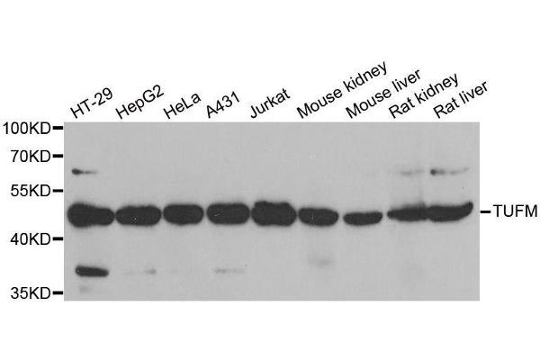 TUFM 抗体  (AA 186-455)