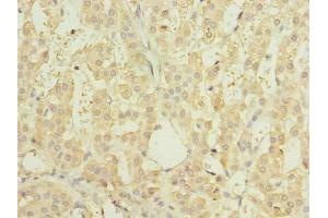 Immunohistochemistry of paraffin-embedded human adrenal gland tissue using ABIN7151150 at dilution of 1:100 (RNF138 抗体  (AA 2-245))