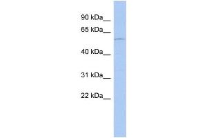 WB Suggested Anti-DMRT2 Antibody Titration: 0. (DMRT2 抗体  (N-Term))