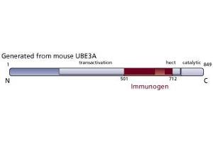 Image no. 1 for anti-Ubiquitin Protein Ligase E3A (ube3a) (AA 501-712) antibody (ABIN968525)