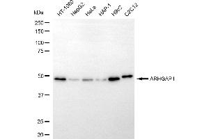 Western blotting analysis using ARHGAP1 antibody (ABIN7800198).