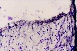 Expression of EDNRB in rat thalamusImmunohistochemical staining of rat dorsal peri-ventricular thalamus using Anti-Endothelin Receptor B Antibody (ABIN7043120, ABIN7044240 and ABIN7044241).