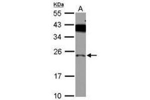 Image no. 2 for anti-PRELI Domain Containing 1 (PRELID1) (AA 1-189) antibody (ABIN1500400) (PRELID1 抗体  (AA 1-189))