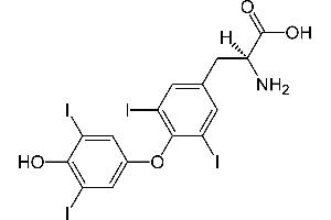 Image no. 3 for Thyroxine T4 (T4) ELISA Kit (ABIN2866582) (Thyroxine T4 ELISA 试剂盒)