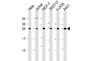 Western Blot at 1:2000 dilution Lane 1: Hela whole cell lysate Lane 2: Jurkat whole cell lysate Lane 3: MCF-7 whole cell lysate Lane 4: 293T/17 whole cell lysate Lane 5: U-2OS whole cell lysate Lane 6: A431 whole cell lysate Lysates/proteins at 20 ug per lane.