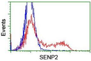 Image no. 3 for anti-SUMO1/sentrin/SMT3 Specific Peptidase 2 (SENP2) (AA 139-523) antibody (ABIN1490926)