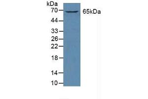 Detection of GATA2 in Human K562 Cells using Polyclonal Antibody to GATA Binding Protein 2 (GATA2) (GATA2 抗体  (AA 175-480))