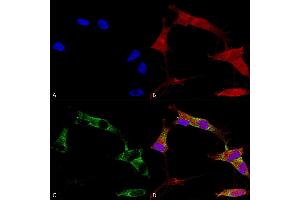 Immunocytochemistry/Immunofluorescence analysis using Mouse Anti-Protocadherin Gamma (pan) Monoclonal Antibody, Clone S159-5 (ABIN1741191). (Protocadherin gamma 抗体  (AA 808-931) (FITC))