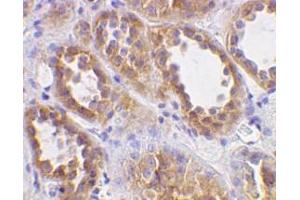 Immunohistochemistry (Paraffin-embedded Sections) (IHC (p)) image for anti-Angiotensin I Converting Enzyme 2 (ACE2) (N-Term) antibody (ABIN499193)