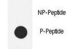 Dot blot analysis of phospho-eNos antibody. (ENOS 抗体  (pSer1177))