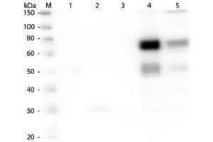 Western Blot of Anti-Rat IgM (mu chain) (GOAT) Antibody . (山羊 anti-大鼠 IgM (Heavy Chain) Antibody (FITC) - Preadsorbed)