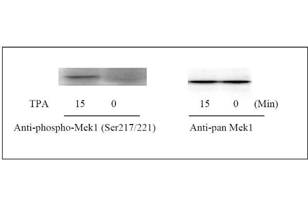 MEK1 ELISA 试剂盒