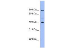 Image no. 1 for anti-Potassium Inwardly-Rectifying Channel, Subfamily J, Member 9 (KCNJ9) (AA 287-336) antibody (ABIN6741635) (KCNJ9 抗体  (AA 287-336))