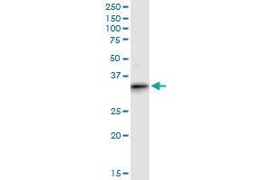 ART4 MaxPab polyclonal antibody. (ART4 抗体  (AA 1-314))