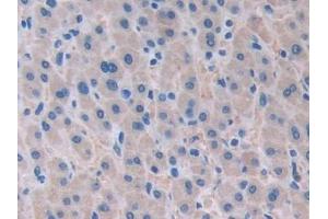 Immunohistochemistry (IHC) image for anti-Ataxin 10 (ATXN10) (AA 116-302) antibody (ABIN7442945)