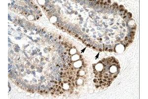 Image no. 1 for anti-Zfp-1 (AA 122-171) antibody (ABIN6735787) (Zfp-1 抗体  (AA 122-171))