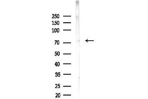 anti-NUAK Family, SNF1-Like Kinase, 1 (NUAK1) (C-Term) antibody