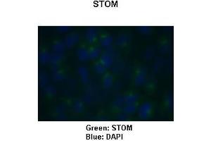 Sample Type: HeLa cells Primary Antibody Dilution: 1:150Secondary Antibody: Goat anti-rabbit-Alexa Fluor 488  Secondary Antibody Dilution: 1:500Color/Signal Descriptions: Green: STOMBlue: DAPI  Gene Name: STOM Submitted by: COCOLA Cinzia, Stem Cell Biology and Cancer Research Unit (Stomatin 抗体  (C-Term))