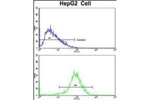 Flow cytometric analysis of HepG2 cells using HPD Antibody (N-term)(bottom histogram) compared to a negative control cell (top histogram). (HPD 抗体  (N-Term))