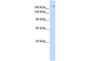 Western Blotting (WB) image for anti-Zinc Finger, MYM-Type 4 (ZMYM4) (N-Term) antibody (ABIN2778331)