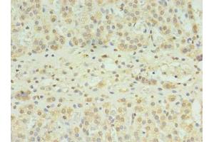 Immunohistochemistry of paraffin-embedded human adrenal gland tissue using ABIN7170152 at dilution of 1:100 (SLC22A24 抗体  (AA 37-145))
