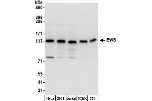 Western Blotting (WB) image for anti-Ewing Sarcoma Breakpoint Region 1 (EWSR1) (AA 100-150) antibody (ABIN7453905)
