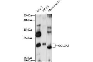 Western blot analysis of extracts of various cell lines, using GOLG antibody (ABIN7267497) at 1:1000 dilution. (Golgin A7 抗体  (AA 1-134))