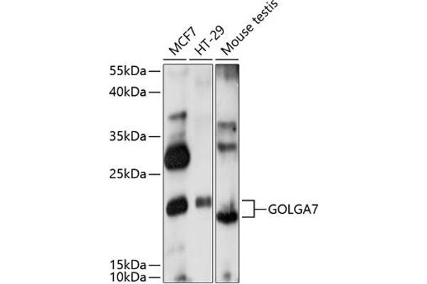 Golgin A7 anticorps  (AA 1-134)
