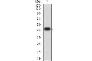 Western blot analysis using AUP1 mAb against human AUP1 (AA: 229-410) recombinant protein. (Ancient Ubiquitous Protein 1 抗体  (AA 229-410))