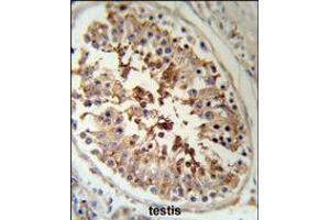 SERPINH1 Antibody (RB18952) IHC analysis in formalin fixed and paraffin embedded human testis tissue followed by peroxidase conjugation of the secondary antibody and DAB staining. (SERPINH1 抗体  (AA 169-196))