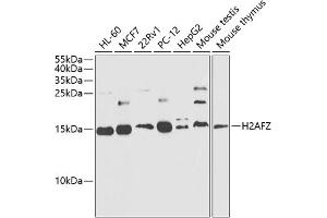 Western blot analysis of extracts of various cell lines, using Histone H2A. (Histone H2A 抗体  (AA 1-128))
