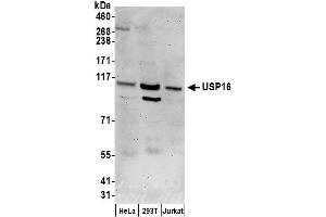 Western Blotting (WB) image for anti-Ubiquitin Specific Peptidase 16 (USP16) (AA 1-50) antibody (ABIN7450883)