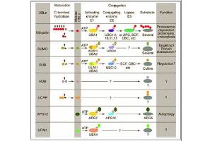 Conjugation pathways for ubiquitin and ubiquitin-like modifiers (UBLs). (Cullin 3 抗体  (N-Term))
