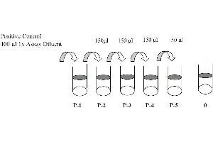 This picture shows the preparation of the positive control. (PTK2B ELISA 试剂盒)