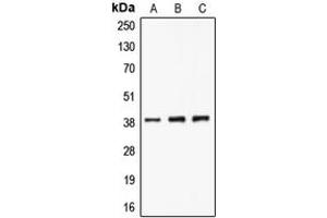 Western blot analysis of CLNS1A expression in A549 (A), K562 (B), Jurkat (C) whole cell lysates. (CLNS1A 抗体  (C-Term))