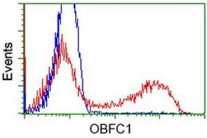 HEK293T cells transfected with either RC200778 overexpress plasmid (Red) or empty vector control plasmid (Blue) were immunostained by anti-OBFC1 antibody (ABIN2454825), and then analyzed by flow cytometry. (OBFC1 抗体)
