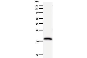 Western Blotting (WB) image for anti-Ubiquitin-Conjugating Enzyme E2K (UBE2K) antibody (ABIN931030) (UBE2K 抗体)