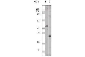 Western blot analysis using ApoM mouse mAb against GST-ApoM recombinant protein (1) and human serum (2). (Apolipoprotein M 抗体)