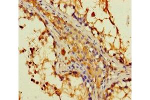 Immunohistochemistry of paraffin-embedded human testis tissue using ABIN7149562 at dilution of 1:100 (DAPL1 抗体  (AA 1-107))