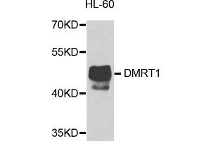 Western blot analysis of extracts of HL-60 cells, using DMRT1 antibody (ABIN5974586) at 1/1000 dilution. (DMRT1 抗体)